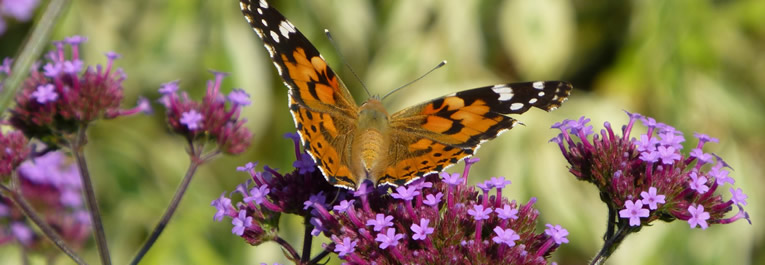 Verbena bonariensis  als vlinderbloem